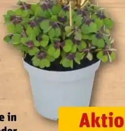 REWE Rewe Beste Wahl Glücksklee Angebot