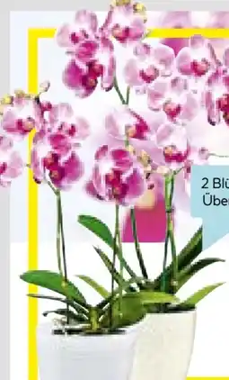 Hellweg Schmetterlingsorchidee Angebot