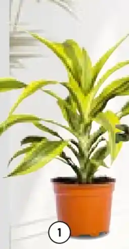 Hellweg Drachenbaum Angebot