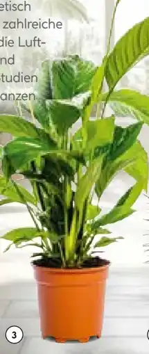 Hellweg Einblatt Spathiphyllum Angebot