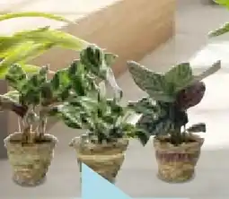 Hellweg Korbmarante Calathea Angebot