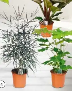 Hellweg Grünpflanzen Mix Angebot