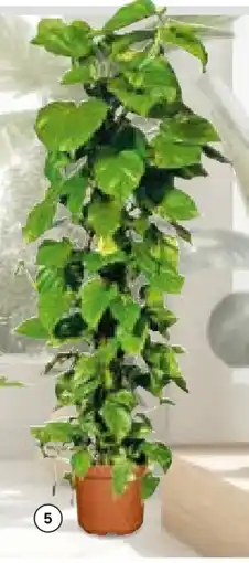 Hellweg Efeutute Angebot