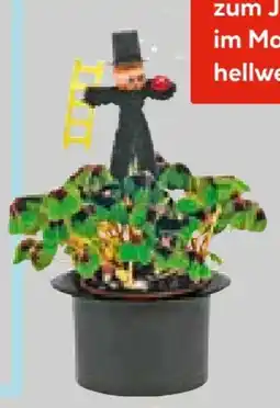 Hellweg Glücksklee Oxalis Angebot