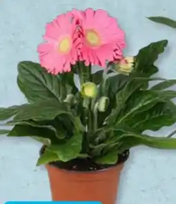 Aldi Süd Gardenline Gerbera-Mix Angebot