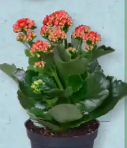 Aldi Süd Gardenline Kalanchoe Angebot