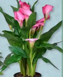 Aldi Süd Gardenline Calla Angebot