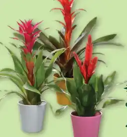 Aldi Nord Gardenline Guzmania Angebot