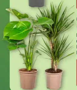 Aldi Nord Gardenline Grünpflanze Angebot