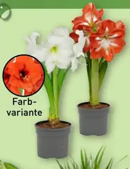 Aldi Nord Gardenline Amaryllis Angebot