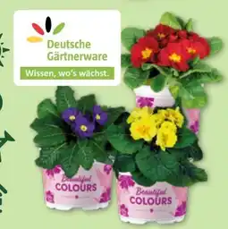 Aldi Nord Gardenline Primeln Angebot