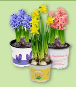 Aldi Nord Gardenline Narzissen Angebot