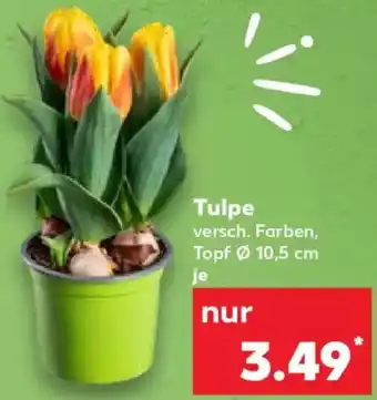 Kaufland Tulpe Angebot