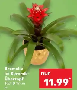 Kaufland Bromelie im Keramik-Übertopf Angebot
