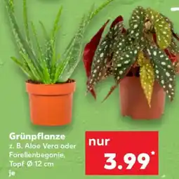 Kaufland Grünpflanze Angebot