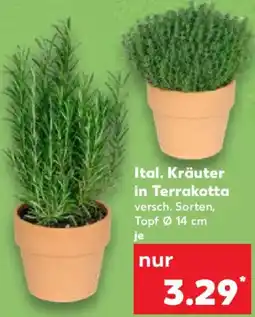 Kaufland Ital. Kräuter in Terrakotta Angebot