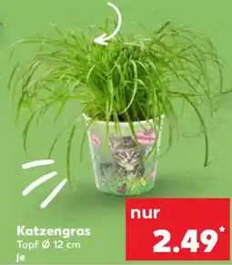 Kaufland Katzengras Angebot