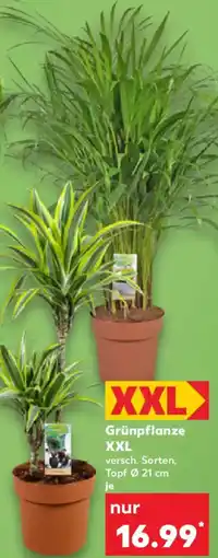 Kaufland Grünpflanze XXL Angebot