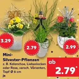 Kaufland Mini-silvester-pflanzen Angebot