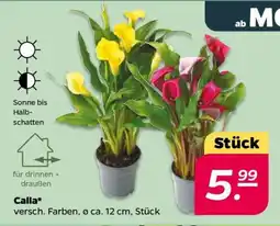 NETTO Calla Angebot