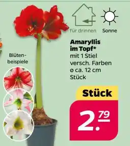 NETTO Amaryllis im Topf Angebot