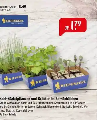 Raiffeisen Markt Kohl- Salatpflanzen Und Kräuter Im 6er Schälchen Angebot