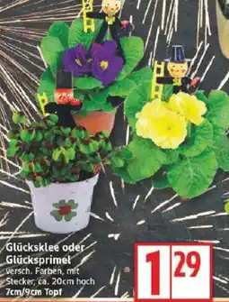Edeka Glücksklee oder Glücksprimel Angebot
