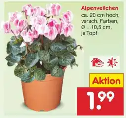 Netto Marken-Discount Alpenveilchen Angebot