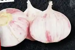 Handelshof Solo-Knoblauch Angebot