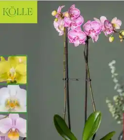 Pflanzen Kölle Kölle Schmetterlingsorchidee Angebot