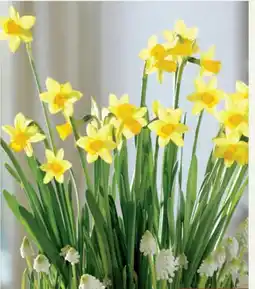 Pflanzen Kölle Narzisse Tete-aTete Angebot