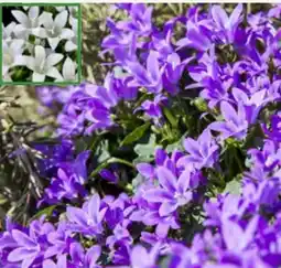 Pflanzen Kölle Glockenblume Get Mee Angebot