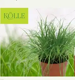 Pflanzen Kölle Kölle Katzengras Angebot