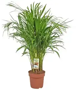 Kaufland XXL Grünpflanzen Angebot