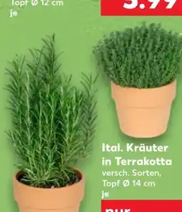 Kaufland Kräuter Angebot
