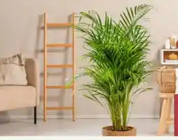 Pflanzen Kölle Goldfruchtpalme Dypsis Angebot