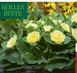 Pflanzen Kölle Kölle's Beste Primel-Selektion Belarina Angebot