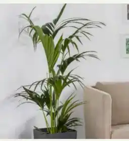 Pflanzen Kölle Howea Kentia Palme Angebot