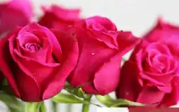 Pflanzen Kölle Schnittblumen Rosen Angebot