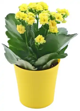 Kaufland Blühpflanzen Angebot