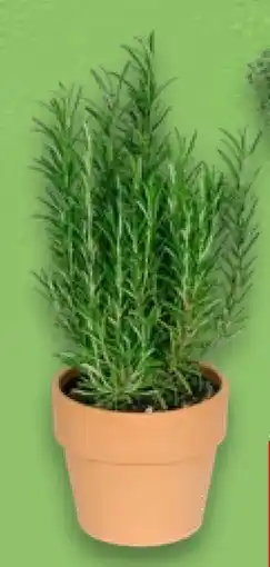 Kaufland Kräuter in Terrakotta Angebot