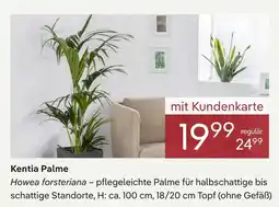 Pflanzen Kölle Kentia palme Angebot