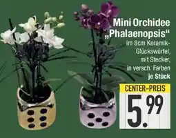 E-Center Mini Orchidee „Phalaenopsis" Angebot