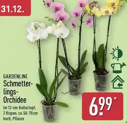 Aldi Nord GARDENLINE Schmetterlings Orchidee Angebot