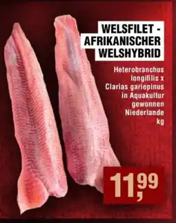 Handelshof WELSFILET - AFRIKANISCHER WELSHYBRID Angebot