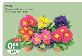 V Markt Primel Angebot