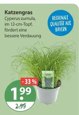 V Markt Katzengras Angebot