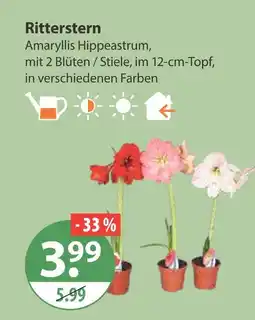 V Markt Ritterstern Angebot