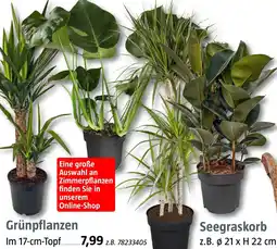 Bauhaus Grünpflanzen Angebot