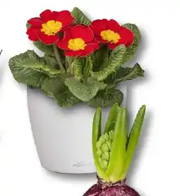 Bauhaus Primel Angebot